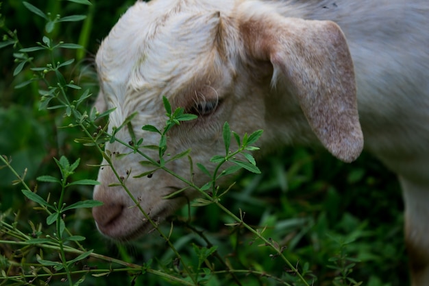 Sheep eating grass