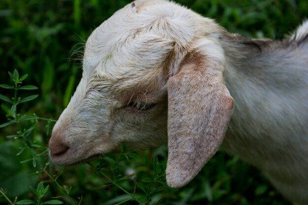 Sheep eating green grass