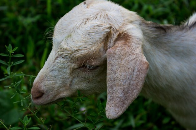 緑の草を食べる羊
