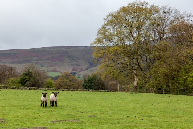 英国の曇り空の下、丘に囲まれた緑に覆われた野原の羊