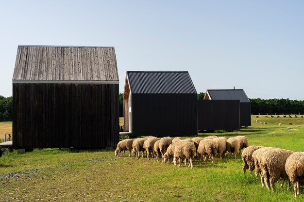 Sheep in the field near barn