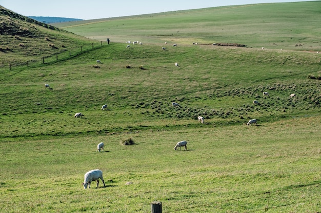 овцы в траве поля