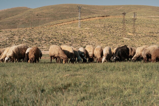 Sheep graze in the field at the foot of the mountain