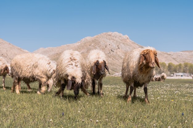 Sheep graze in the field at the foot of the mountain