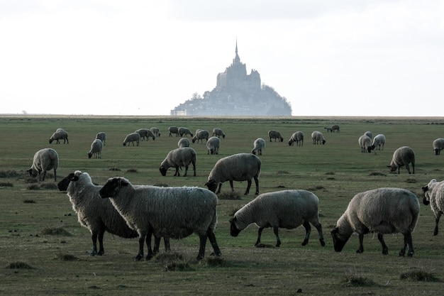 Овцы пасутся на траве перед зданием