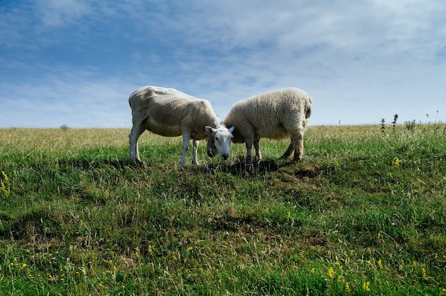 Sheep grazing in the green field during daytime