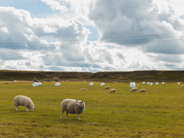 曇り空の下で農村地域の緑のフィールドで放牧羊