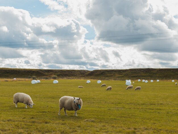 Sheep grazing in the green field in a rural area under the cloudy sky