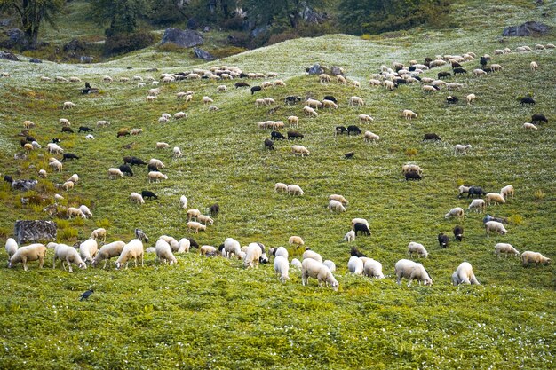 緑の野原での羊の放牧