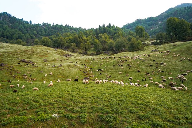 Sheep grazing in the green fields