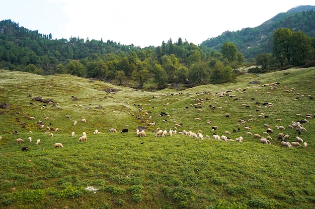 Sheep grazing in the green fields