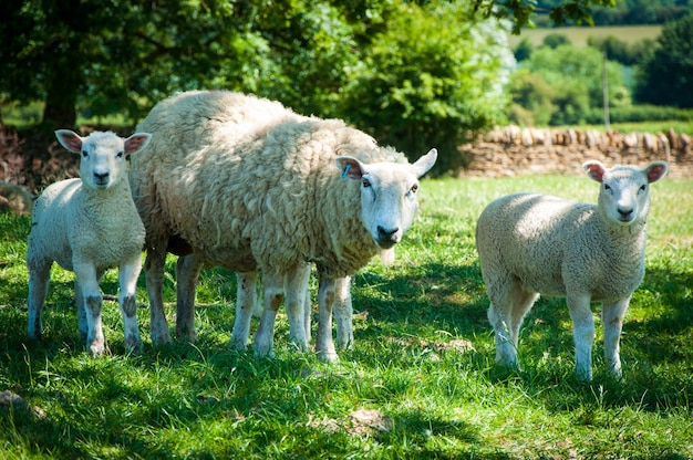 昼間は緑の芝生の上で羊を放牧