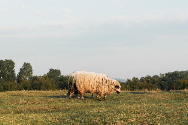 Sheep grazing on a green land