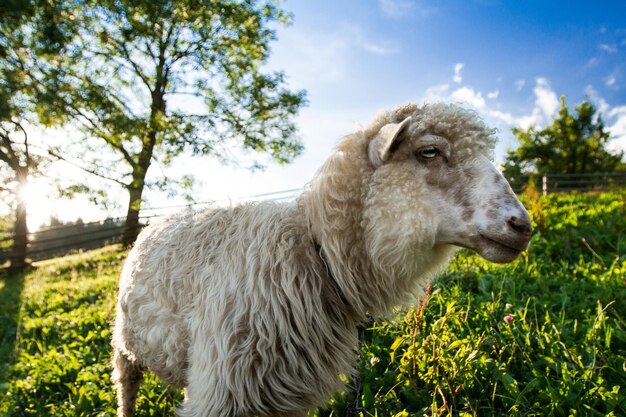 Sheep grazing in meadow. Carpathian mountains. Copy space