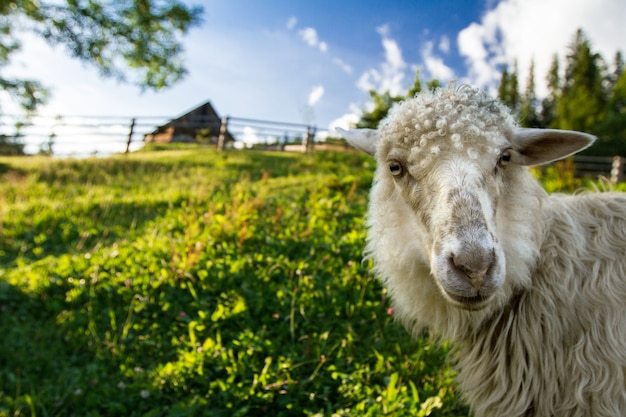 Sheep grazing in meadow. Carpathian mountains.