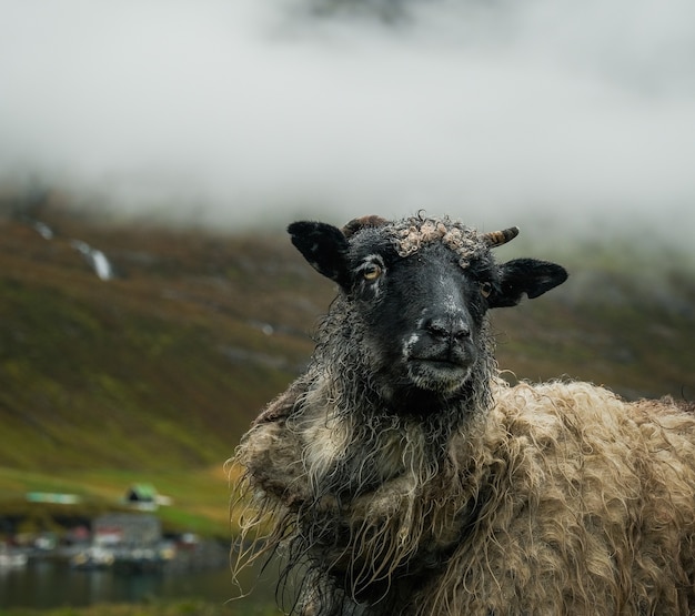 Free photo sheep grazing in the mountains