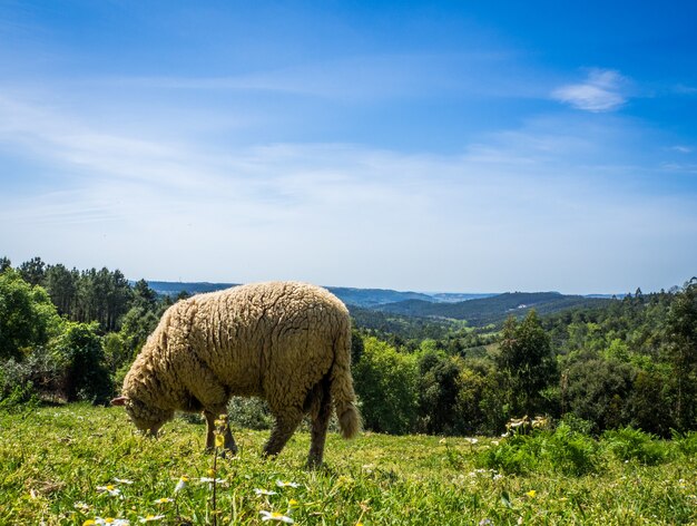 Sheep grazing on the pasture in a grassy field during daytime