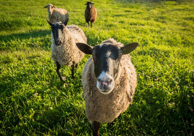 Sheep on a green grass