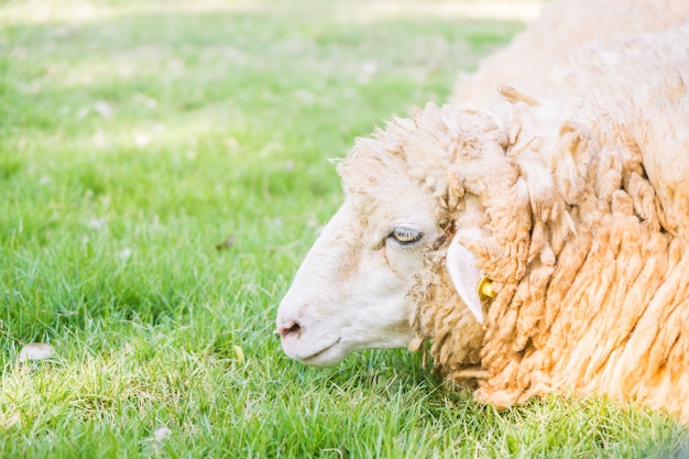 緑の芝生の上の羊