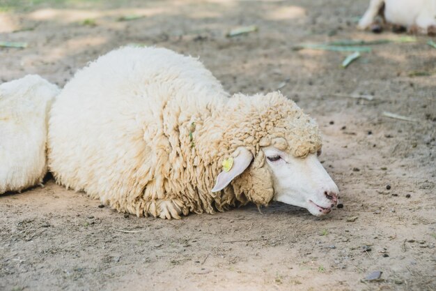 푸른 잔디에 양