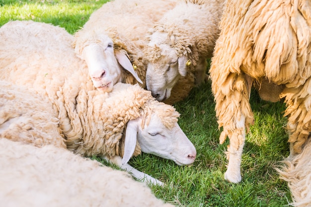 Овцы на зеленой траве