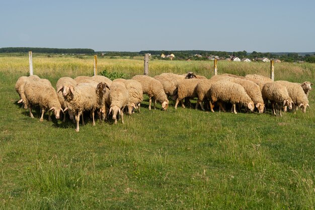 Sheep heard grazing in the field