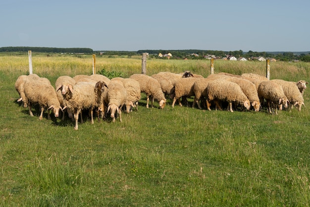 Овцы слышали, как они пасутся в поле