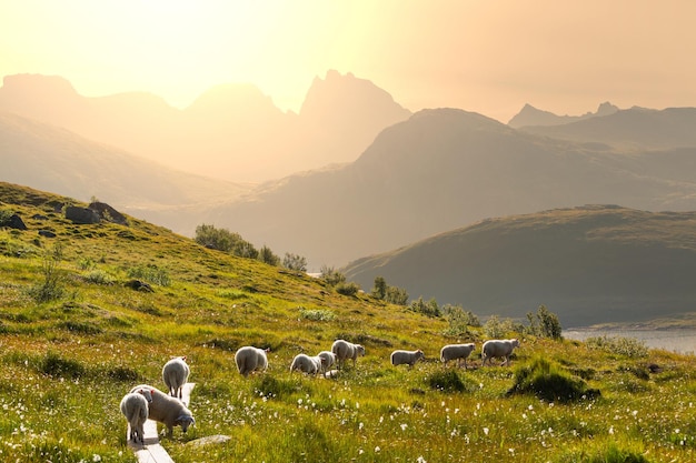 無料写真 ノルウェーの羊