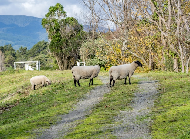 Sheep pasturing in a beautiful rural area with mountains