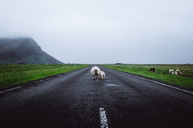 Sheep on the road in Iceland