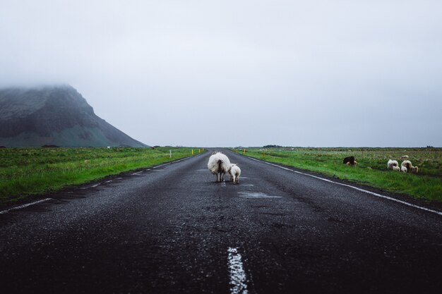 Овцы на дороге в Исландии