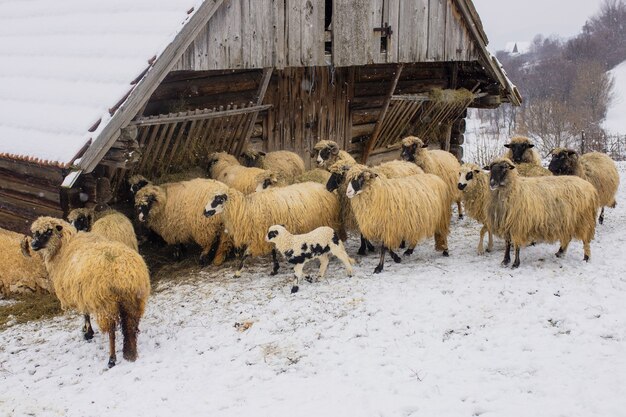 Овцы, стоящие в заснеженном днём