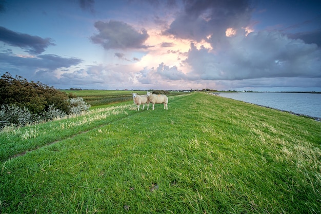 Sheeps standing on the grass near a lake