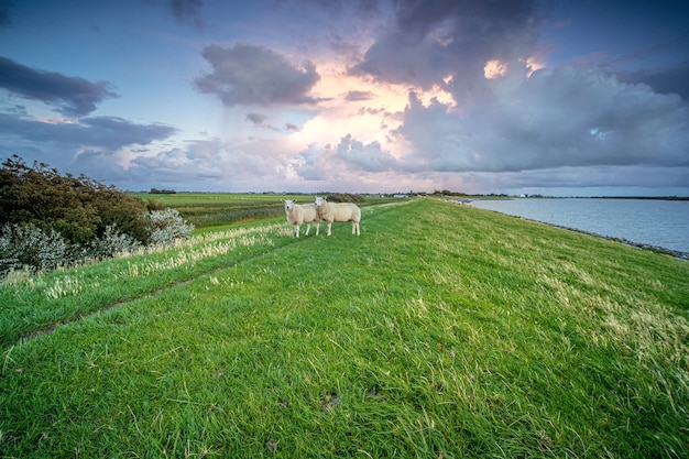 湖の近くの草の上に立っている羊