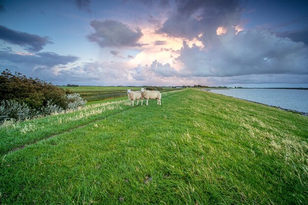 Sheeps standing on the grass near a lake