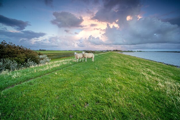 Овцы, стоящие на траве у озера