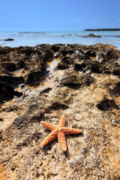 Бесплатное фото shell sea star на побережье карибского моря