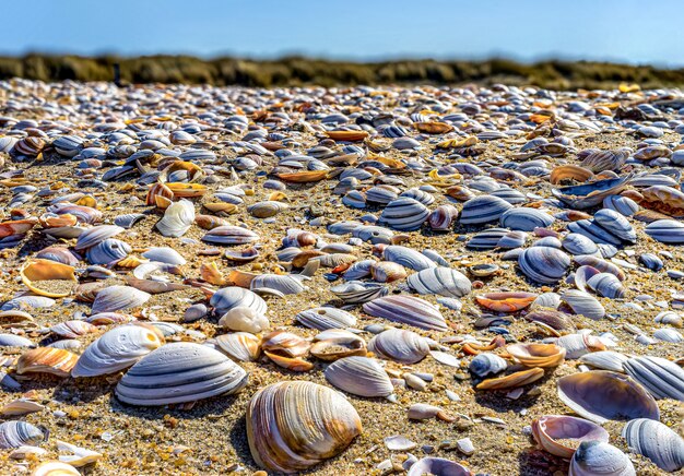 ハーグの北海沿岸のクローズアップの貝殻