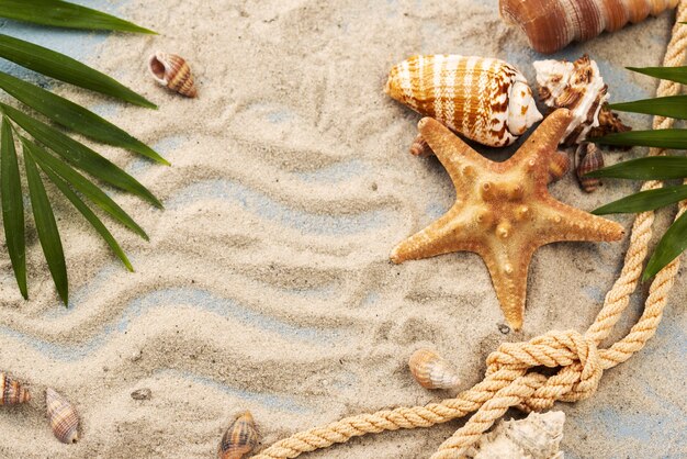 Shells and starfish in sand