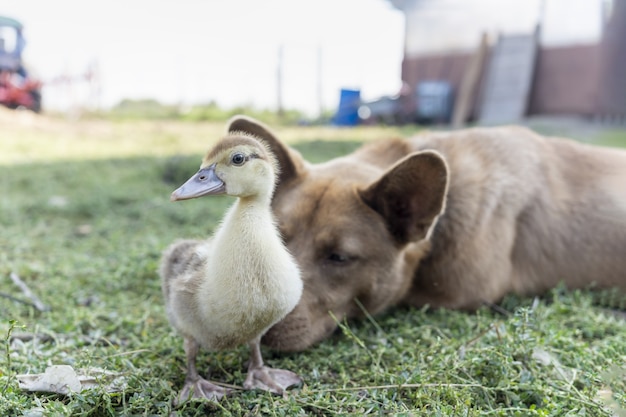 羊飼いの犬は、農場の農村地域の獣医に逃げないように、小さなアヒルの子を見守っています Premium写真