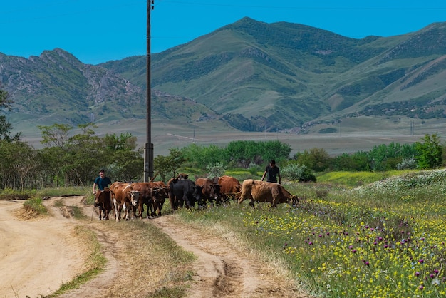 羊​飼い​は​ダゲスタン​の​田舎道​に​沿って​牧草地​に​雄​牛​を​運転します