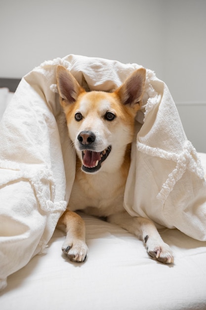 Shiba inu dog relaxing in bed