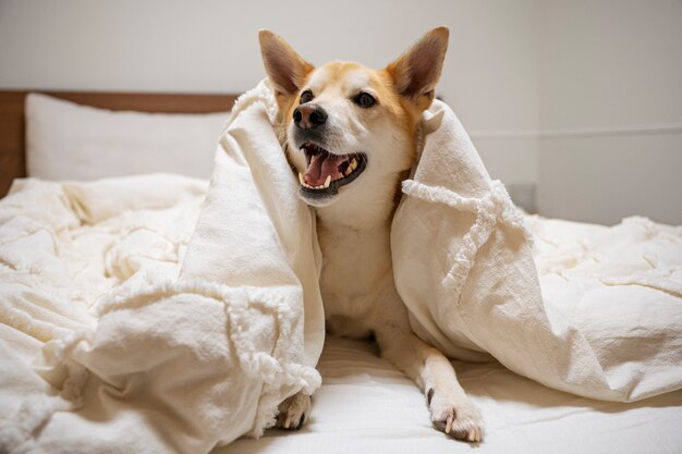Собака шиба-ину отдыхает в постели