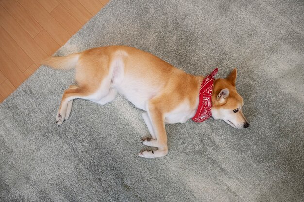Собака шиба-ину отдыхает на ковре