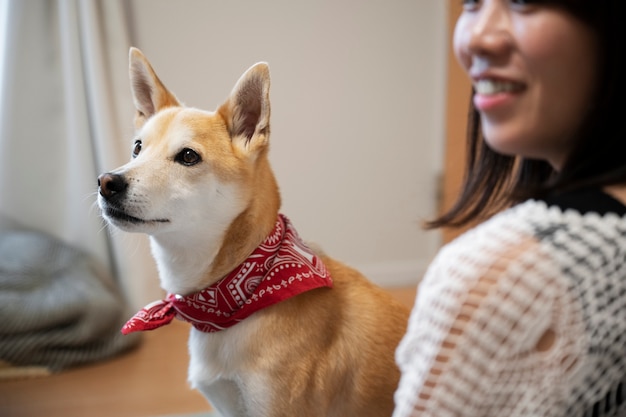 Free photo shiba inu dog sitting at home