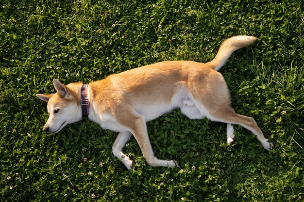 散歩をしている柴犬