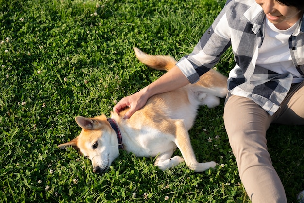 Foto gratuita shiba inu cane che fa una passeggiata