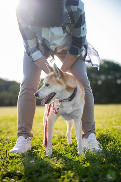 Foto gratuita shiba inu cane che fa una passeggiata