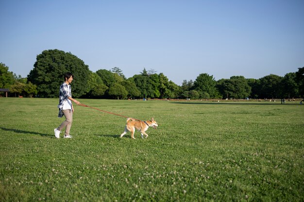 散歩をしている柴犬