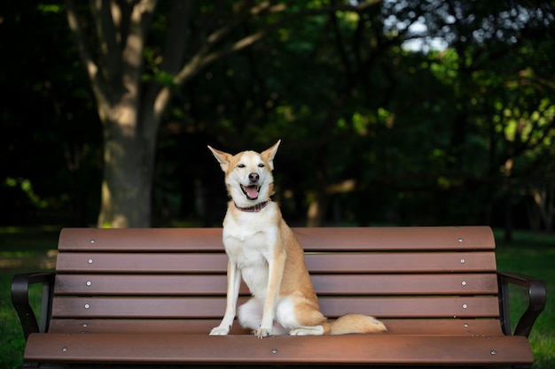 Shiba inu cane che fa una passeggiata